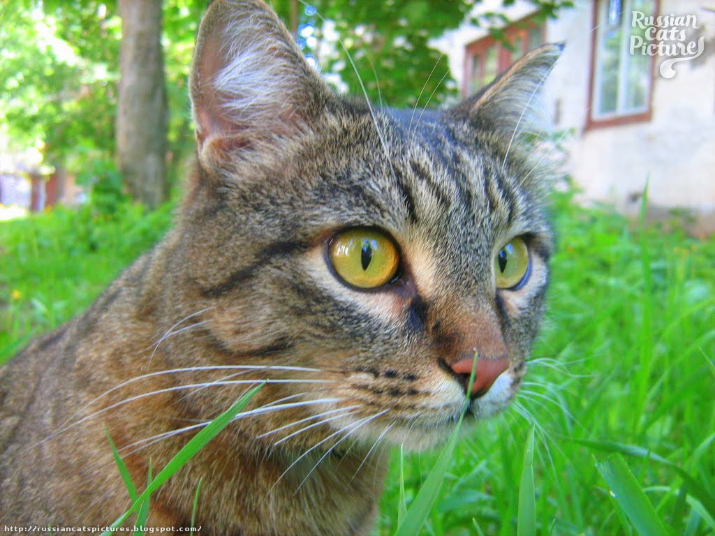 Yelloweyed brown mackerel tabbie sweet cat  russian cats pictures