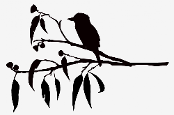 tree gum drawings kookaburra australian line animal silhouette gumtree leaf australia animals tattoo sits wooden wall eucalyptus embroidery tattoos draw
