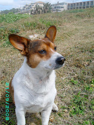 Prince Ballabus sans wings