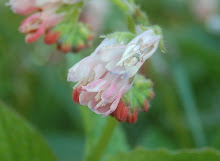 common comfrey (symphytum officinale)