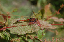 ruddy darter