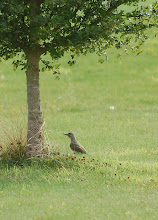 Juvenile green woodpecker (17.08.08)