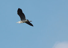 Grey heron