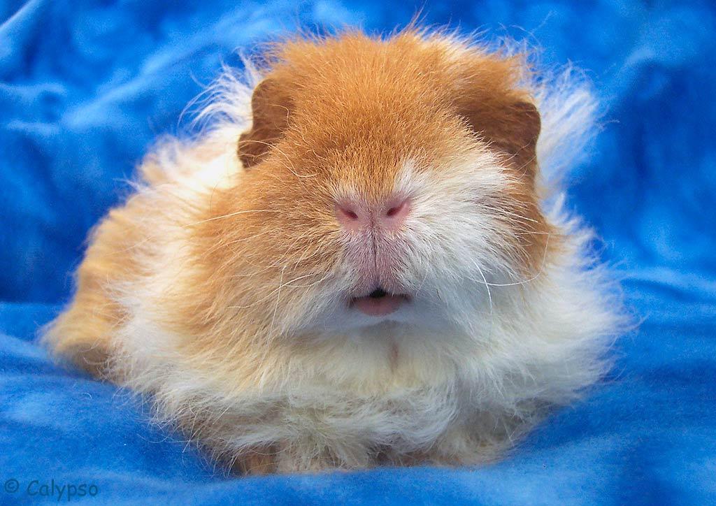 Cavia Achtergronden