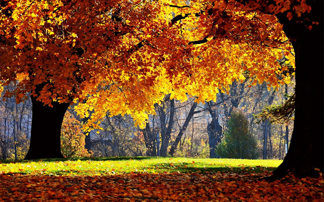 http://1.bp.blogspot.com/_RAlP3BmEW1Q/TQX0hwBSGZI/AAAAAAAACKs/x3wHAUVwybA/s640/The-best-top-autumn-desktop-wallpapers-1.jpg