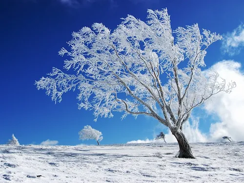 Foto-Foto Musim Salju yang Indah