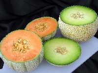 [Melones+Galia+y+Cantaloup.jpg]