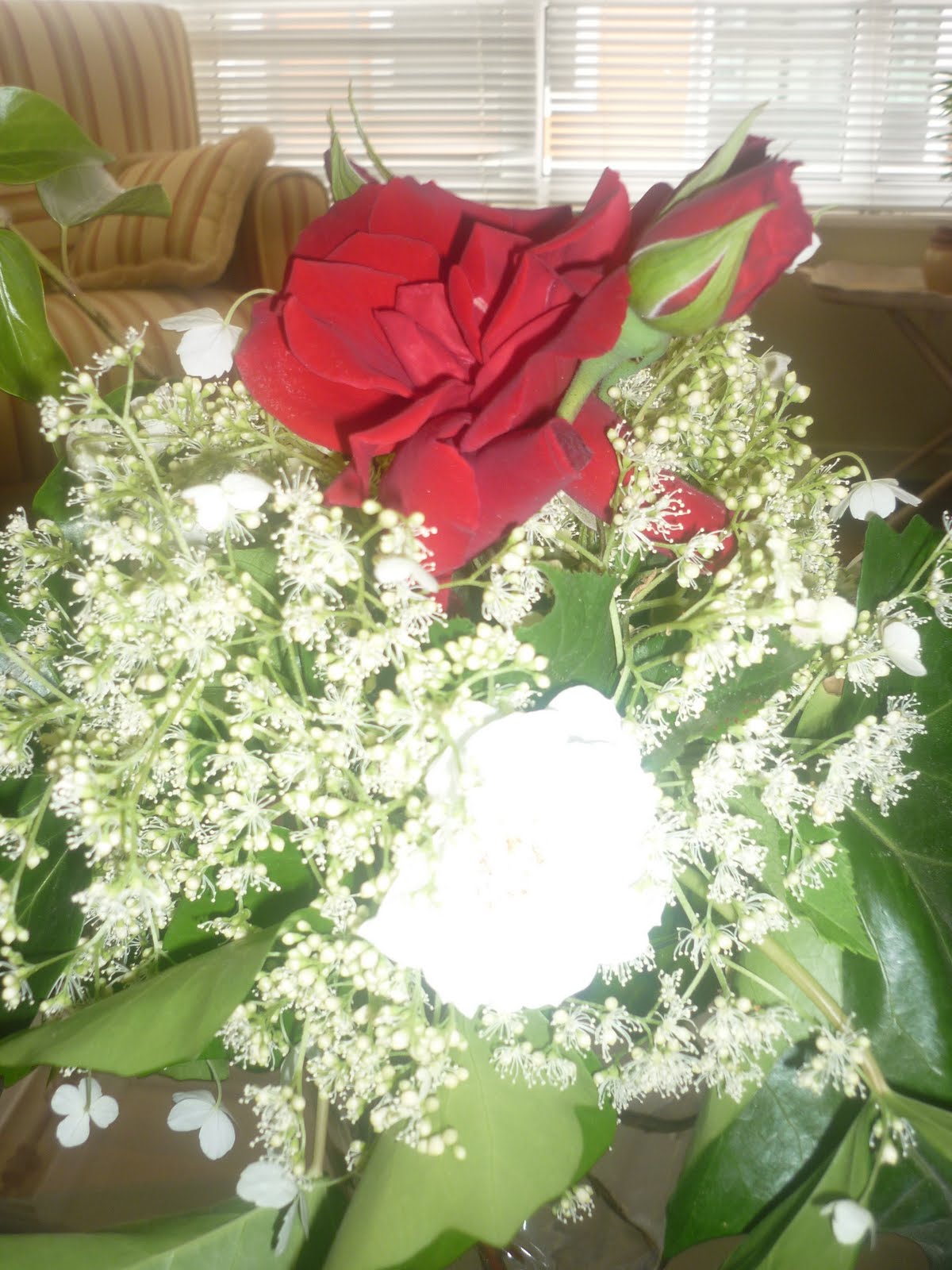 pink hortensie: MI JARDÍN