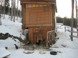 cold chicken weather coops homestead roots wild chickens
