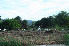 herons, egrets and storks
