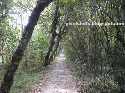 kumarakom bird sanctuary,cobbled lanes and mangroves of kumarakom bird sanctuary,kerala bird watching spots,mangrove trees,mangrove forest in kerala