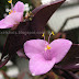 Flowers of Purple Queens, Wandering Jews or Purple Hearts; pink flower closeups from Kerala Gardens