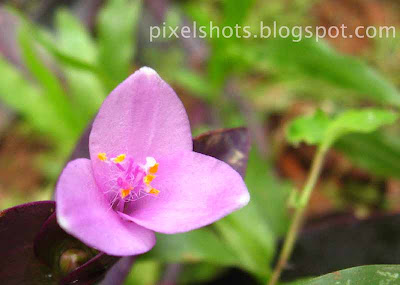 pink heart flowers closeup,wandering jew flowers,air filtering garden plants,ornamental plants with phytoremediation,Drought tolerant garden plants,plants suitable for xeriscaping,
plants growing indoors,pink-flower-closeup,pink-kerala-garden-flowers,cannon powershot flower photos,three petaled tiny pink flower,kerala-flowers