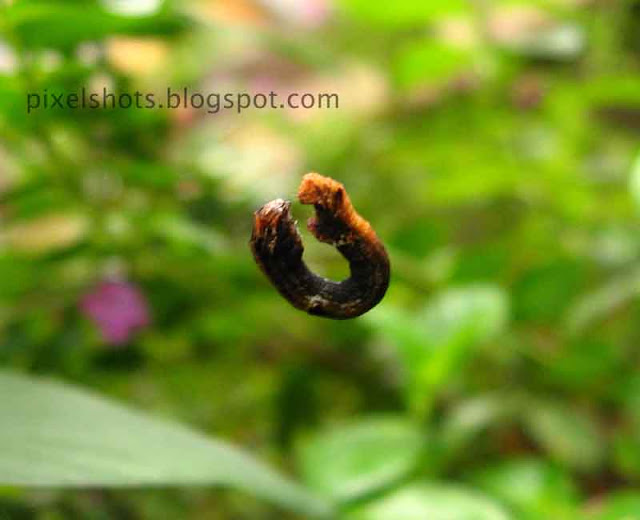 small-worm-dangling-in-the-shape-of-ring,small-ring-worm-macro-photo-from-gardens,plant-eating-worms-in-kerala-gardens,garden-pests,cannon-powershot-macro-photos