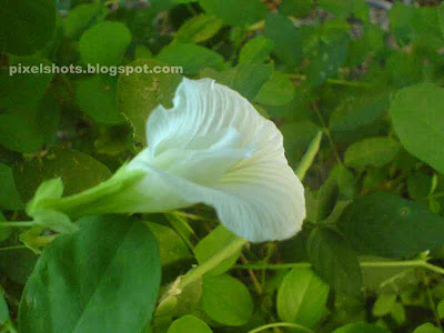 indian herbs,aparajita white flowers,indian flowers,kerala ayurvedic herbs,white flowers blue pea,pea family herb,perennial tropical herbs,medicinal vine plants,herb to improve memory and intellectual power,increase sleep,antipyretic,natural medicine to arrest uterine hemorrhage,herbal roots,antidote to poisonous insect bites,cobra bite natural medicine,natural drug treating treating ulcer, dysentery, lymph node enlargement, nervous debility, syphilis, and scrofula,ethanolic extract from herb ahankupushpam reduces total serum cholesterol, triglycerides, phospholipids, and nonesterfied fatty-acid,poovu,kerala herbs