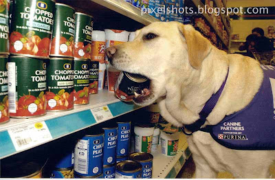 endal shopping for allen,dog picking gods in market,cpi dogs,trained assistance dog,pet dog photos,canine partner dogs,most famous cpi dog,uk service dogs,endal,endal picking chopped tomato tin for allen,amazing dogs,endal performing for press,dog performance,endal life story