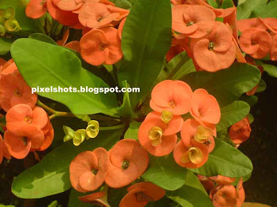 orange flowers of euphorbia millis,light red tiny flowers,garden flower bunch,small flowers group closeup,kerala flowers,flowers of spiky garden plant with white sap,euphorbia millii flowers with funnel like middle petals,tropical ornamental flowers and plants,drought resistant garden plants,high resistance garden plants,less care needed garden ornamental plants