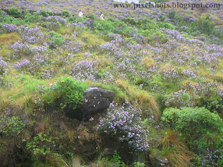 neelakurinji flowers in munnar-kerala,violet flowers which blooms once in 12 years,rarest-seasonal-flowers-of-kerala,munnar-photos-in-tour-season