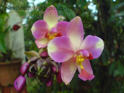 ground orchid,common-kerala-orchid-flowers,violet-tinted-orchid-flowers,fresh orchids