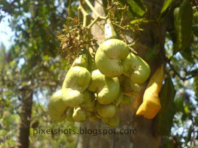 cashewnut fruits hanging on the cashewnut tree photographed using cell phone cameras