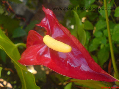 red antoorium flower from garden,common kerala-flowers,flowers with-market-value,red-flower