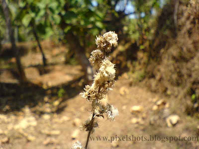 dried up grey flower photo from gardens