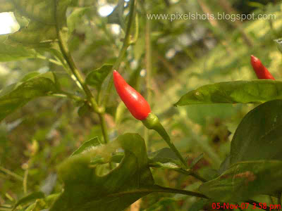 red chillies on the chillie plant closeup images from kerala