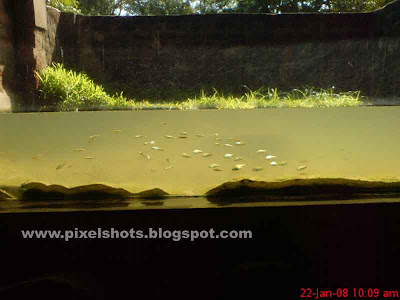 fish tank with small fresh water aquaium fishes taken from crocodile bank in india, reptile park aquariums