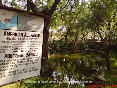 american alligator crocodile species pit and pond in crocodile park, pits to grow crocodiles, crocodile breeding pits, reptile park pits