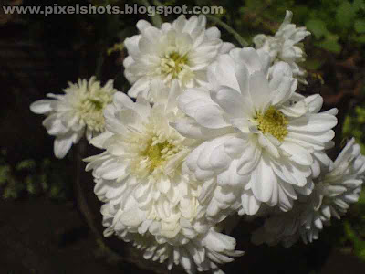 jamanthy white flowers closeup photos from home gardens