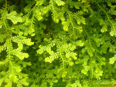 ferns closeup photograph from home garden taken in macro focus mode of digital cellphone camera