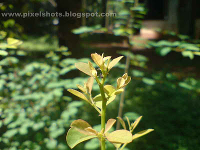 tender budding leafs of a garden plant photographed in morning sun light