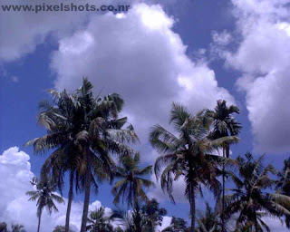 coconut trees under the clouds a landscape photograph during a train journey