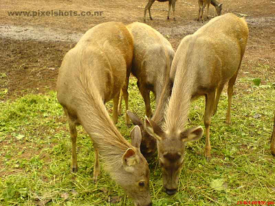 deers in the deer park of hill palace cochin kerala