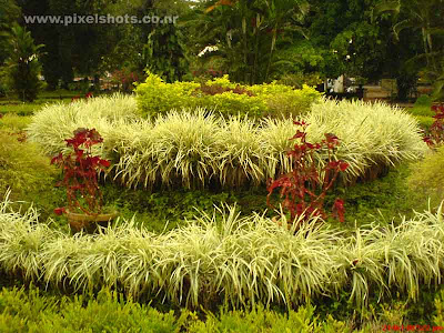 garden plants of the old cochin palace in kerala the hill palace
