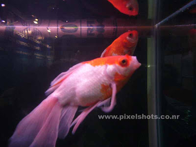 golden fish varities,white orandas from fish aquariums photographed