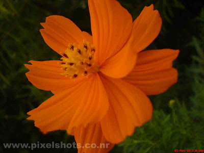 closeup photo of flower,bright orange coloured flower from the gardens