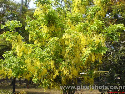 kanikonna a tree with yellow flowers,gold-shower-trees,golden-shower-flowers,festival-flower,the symbol of prosperity in keralas culture and flower which is used for the festival vishu in kerala