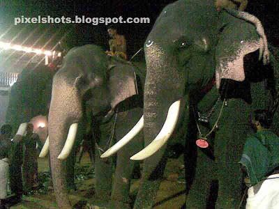 Elephants,kerala-elephant,elephant-SIVARAJU,temple-elephant