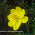 Flower Photography-Red &Yellow Flowers Kerala