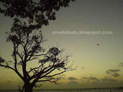 sunset scenery from fort cochin beach,tree photographed from beach after sunset,tree in sunset,picturesque sceneries
