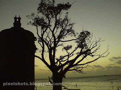 sunset afterglow and tree in beach of fort cochin,tree and sunset,steam boiler,tree and sunset,sunset horizon from fort cochin kerala,afterglow photos of sunsets