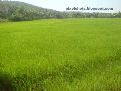 wide rice fields photo,rice fields in kerala state of india,rice fields in India,green fields of paddies