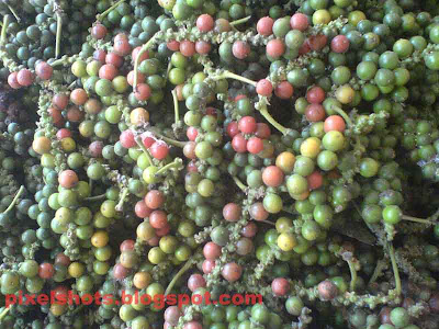 pepper,kerala spices photographs,pepper the spice of kerala named as black gold, cash crops, mulaku