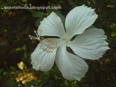 white flowers kerala india,white hibiscus flower,white hibiscus with medicinal value from kerala,flower with medicinal value used in Ayurveda