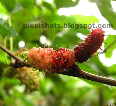 ripe-fruit,macro-fruit-photo,medicinal-fruit,natural-weight-loss,pixelshots-photography