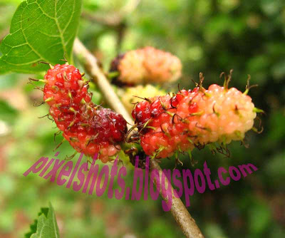 morus-alba,morus-fruit,medicinal-fruits,fruit-medicine-diabates-type-2,obesity-medicine,pink mulberries