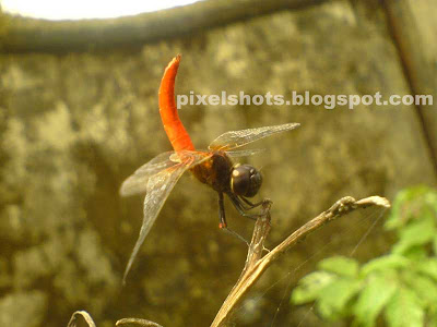 red flying insect photo,red dragon fly macro shot,insect photography,mobile phone photos,k750 camera macro photos,insects