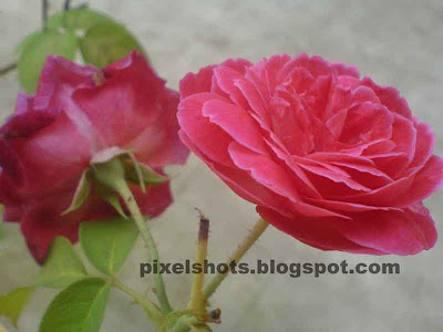 pink rose flowers bunch,macro photo of pink flowers,garden rose flowers,mobile phone photography