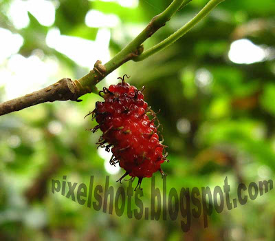 mulberry-fruits,fruits-kerala,pixelshots-fruit-photos,macro-photos,red-tree-fruit,cannon-digital-camera-macro-mode-photo,half-ripen-mulberry